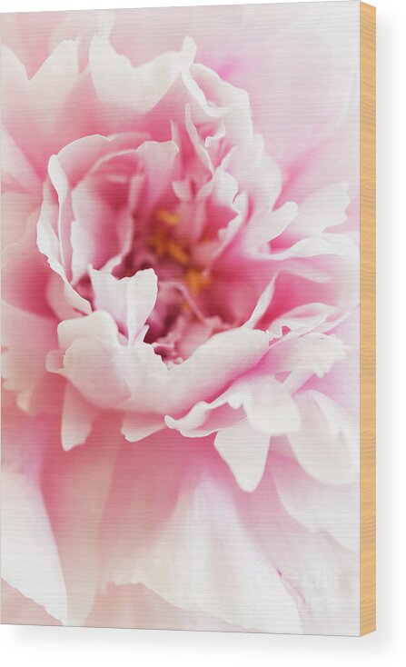 Pink Peony Wood Print featuring the photograph Pink Peony 2 by Elena Nosyreva