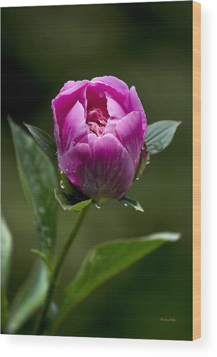 Flowers Wood Print featuring the photograph Pink Peony Flower by Christina Rollo