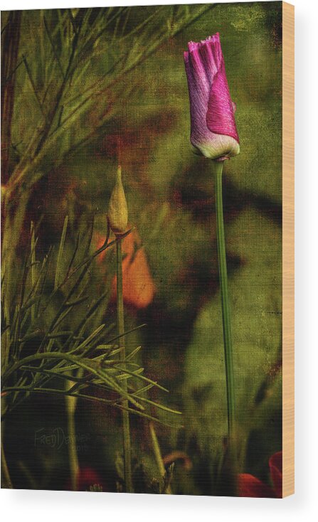 Wildflower Wood Print featuring the photograph Pink Poppy by Fred Denner