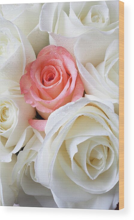 Pink Rose White Roses Wood Print featuring the photograph Pink rose among white roses by Garry Gay