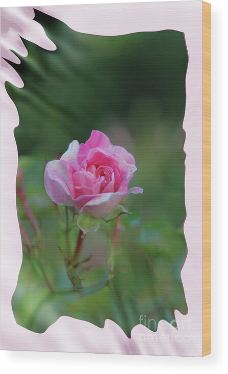 Pink Wood Print featuring the photograph Pink Rose by Elaine Hunter