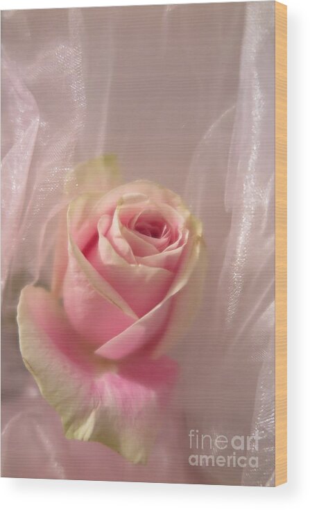 Floral Wood Print featuring the photograph Pink Rose Fantasy by Tara Shalton