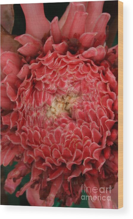 Torch Ginger Wood Print featuring the photograph Pink Torch Ginger 1 by Jennifer Bright Burr