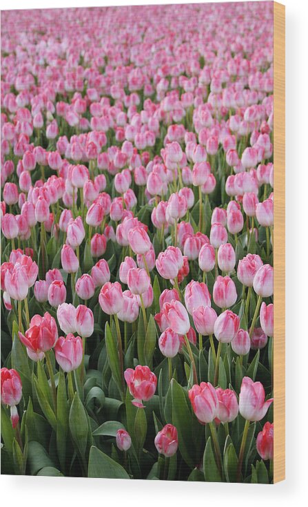 Tulips Wood Print featuring the photograph Pink Tulips- photograph by Linda Woods