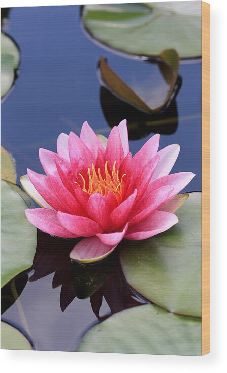 Pink Wood Print featuring the photograph Pink water lily in a pond by Pierre Leclerc Photography
