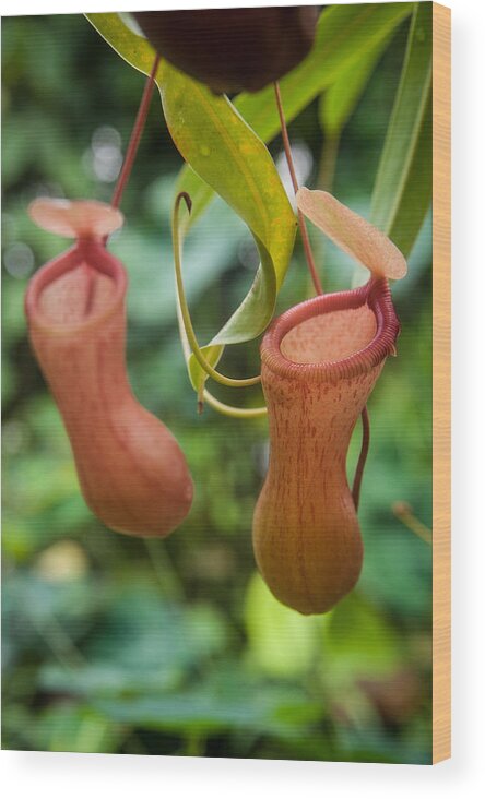 Nepenthes Wood Print featuring the photograph Pitcher Plant by Harry Spitz