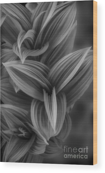 Plant Wood Print featuring the photograph Plant with large leaves by Dan Friend