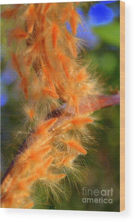 Orange Flower Wood Print featuring the photograph plumage II by Diane montana Jansson