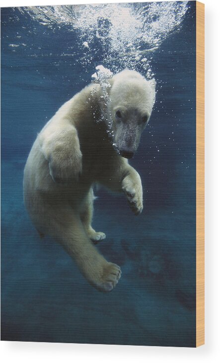 Mp Wood Print featuring the photograph Polar Bear Ursus Maritimus Cub by San Diego Zoo