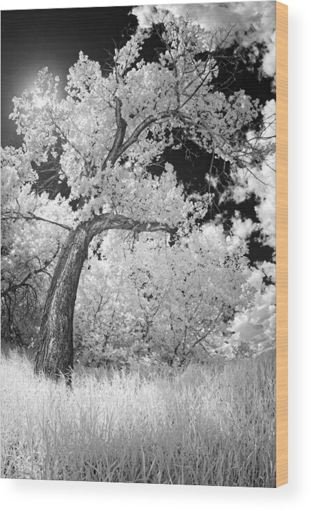Poplar Wood Print featuring the photograph Poplars Under the Sun by Dan Jurak