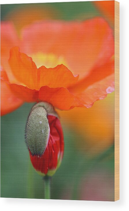 Poppy Wood Print featuring the photograph Poppy Bud Under Bloom by Vanessa Thomas