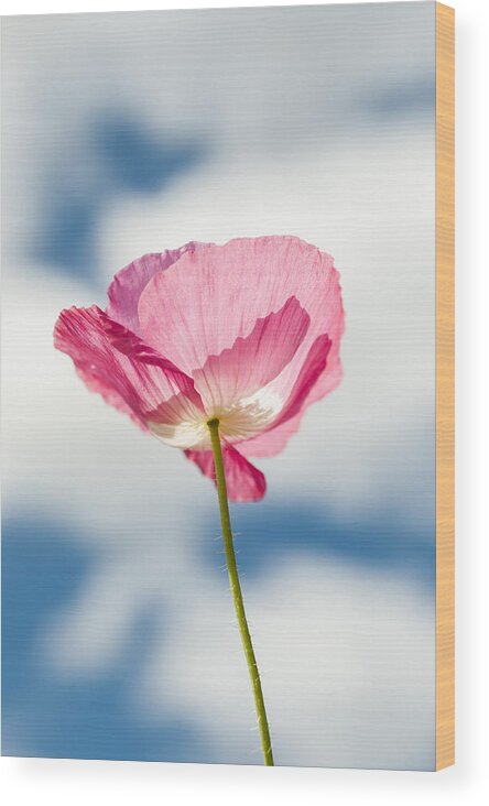 Poppy Wood Print featuring the photograph Poppy in the Clouds by Robert Potts