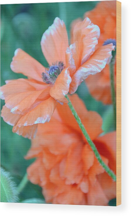 Papaver Somniferum. Opium Wood Print featuring the photograph Poppy Passion by Angelina Tamez