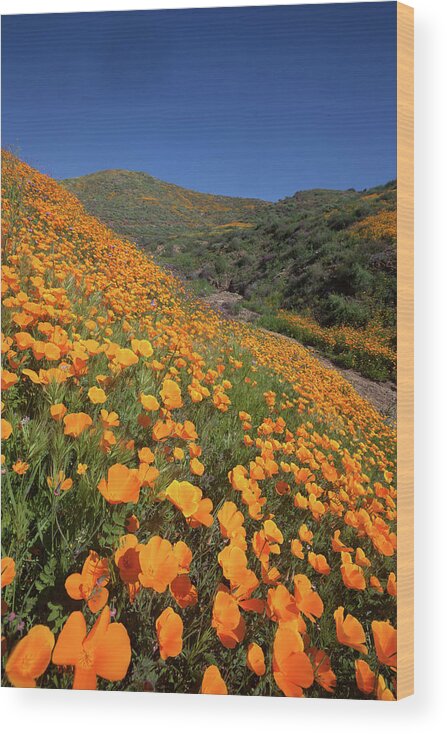 Poppies Wood Print featuring the photograph Poppy Superbloom Vertical by Cliff Wassmann