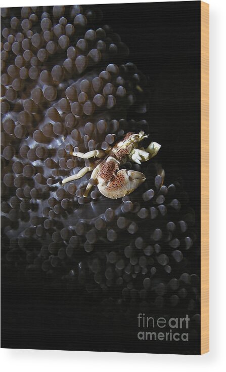 Animals Wood Print featuring the photograph Porcelain crab by Joerg Lingnau