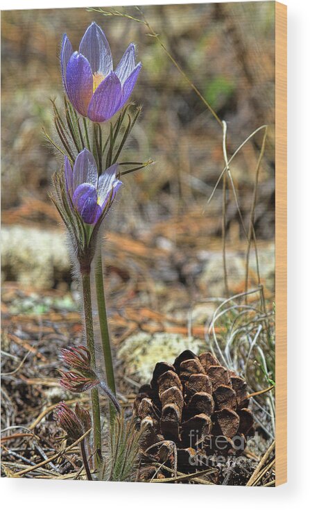 Pasque Flower Wood Print featuring the photograph Prairie Crocus by Jim Garrison