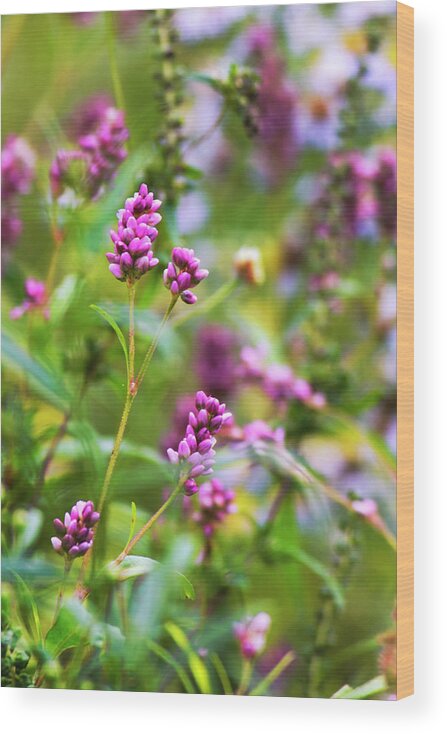 Flowers Wood Print featuring the photograph Pink Smartweed Flowers #1 by Christina Rollo