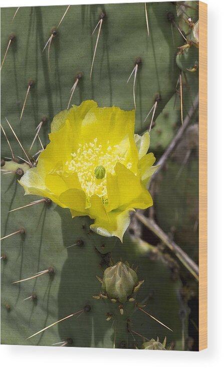Opuntia Littoralis Wood Print featuring the photograph Prickly Pear Cactus Blossom - Opuntia littoralis by Kathy Clark