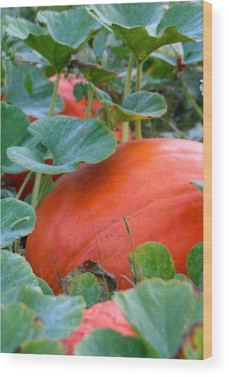 Autumn Wood Print featuring the photograph Pumpkin by Brook Burling