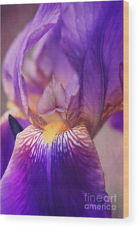 Purple Bearded Iris Wood Print featuring the photograph Purple Bearded Iris Wall Art by Gwen Gibson