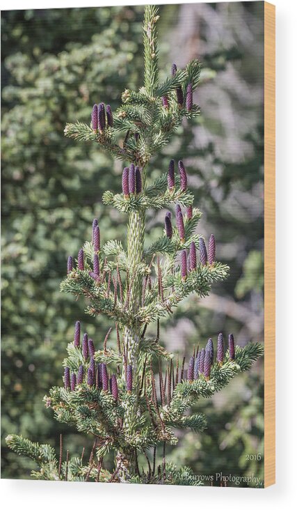 Subalpine Forest Wood Print featuring the photograph Purple Cones by Aaron Burrows