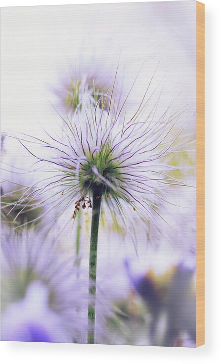 Iuliia Malivanchuk Wood Print featuring the photograph purple flower by Iuliia Malivanchuk by Iuliia Malivanchuk
