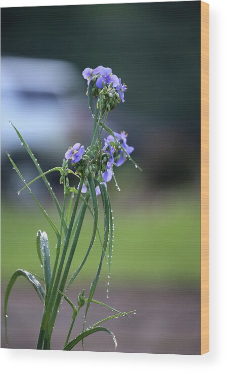 Purple Wood Print featuring the photograph Purple Flowers After Rain by Theresa Campbell