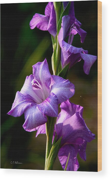 Gladiolas Wood Print featuring the photograph Purple Glads by Christopher Holmes