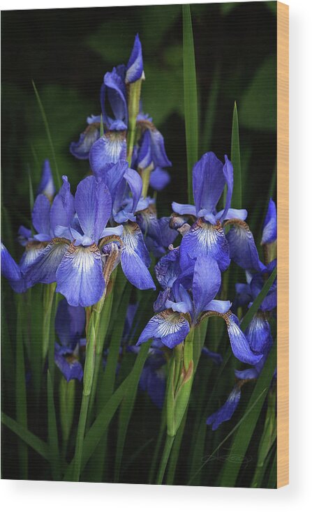Irises Wood Print featuring the photograph Purple Haze by Jill Love