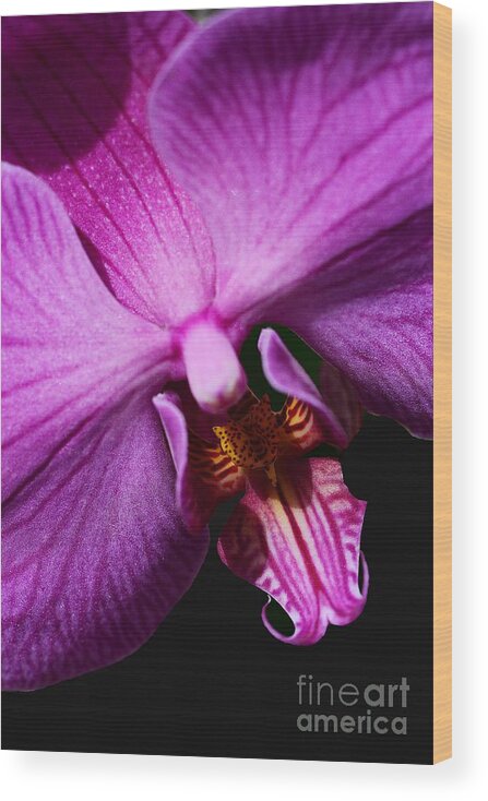 Orchid Wood Print featuring the photograph Purple Passion by Cindy Manero