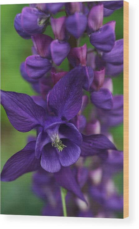 Dark Purple Wood Print featuring the photograph Purple Petals by Tammy Pool
