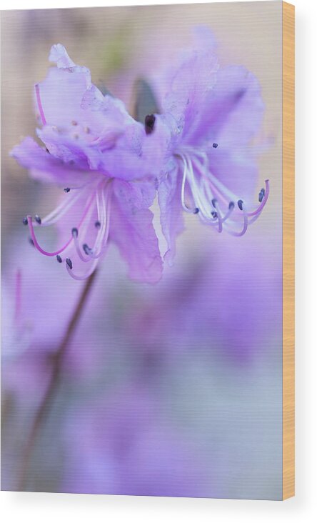 Jenny Rainbow Fine Art Photography Wood Print featuring the photograph Purple Rhododendron. Spring Watercolors by Jenny Rainbow