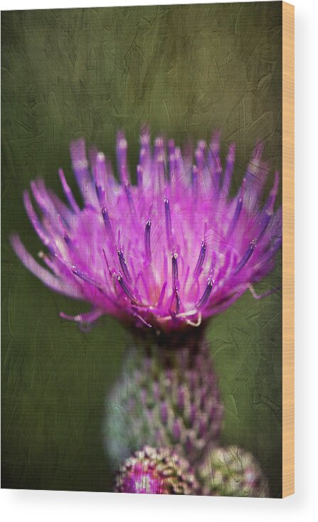 Purple Thistle Plant Print Wood Print featuring the photograph Purple Thistle Plant Print by Gwen Gibson