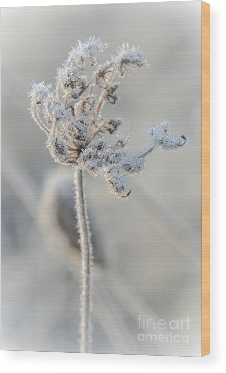 Queen Anne's Lace Wood Print featuring the photograph Queen Anne's Lace Covered in Frost by Tamara Becker