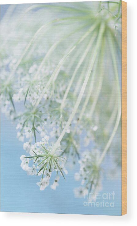 Queen Anne's Lace Wood Print featuring the photograph Queen Anne's lace by Masako Metz