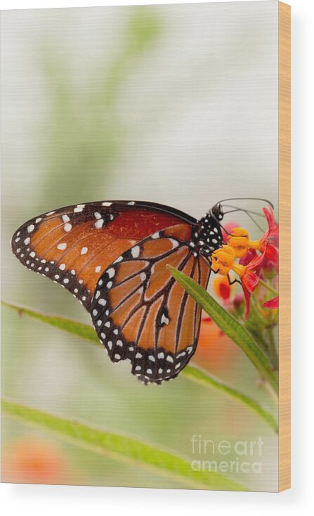 Butterfly Wood Print featuring the photograph Queen Butterfly by Ana V Ramirez