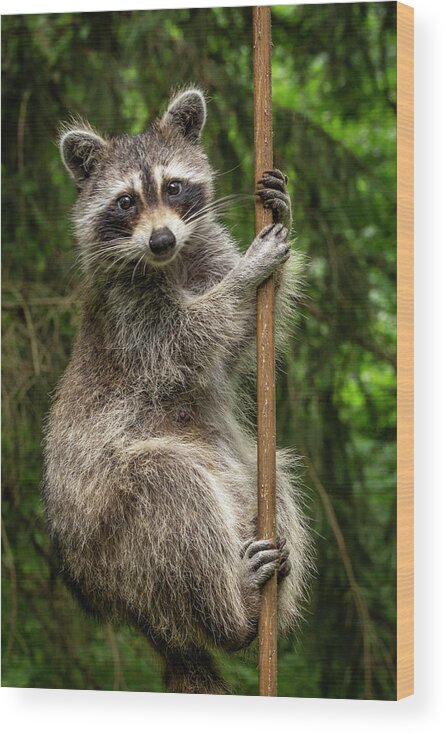 Raccoon Wood Print featuring the photograph Raccoon Pole Dancer - Wildlife in the Bird Yard by Carol Senske