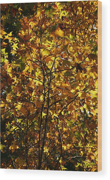 Leaf Wood Print featuring the photograph Radiant Leaves by Karen Harrison Brown