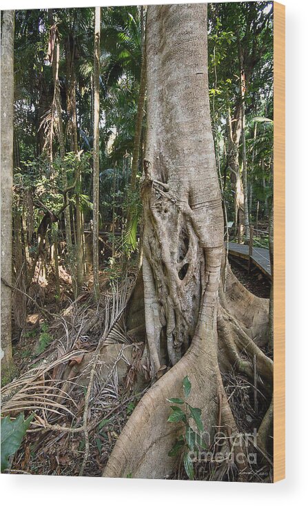 Tree Wood Print featuring the photograph Rainforest Majesty by Linda Lees