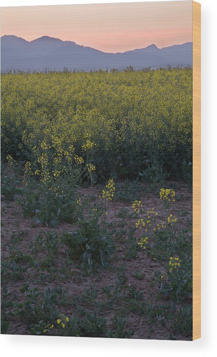 Brnik Wood Print featuring the photograph Rapeseed At Dawn by Ian Middleton
