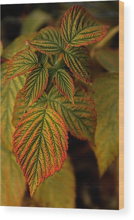Alaska Wood Print featuring the photograph Raspberry Leaves by Fred Denner