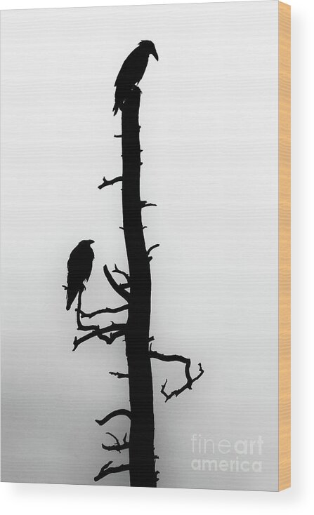 Raven Wood Print featuring the photograph Raven's Wood by Jim Garrison