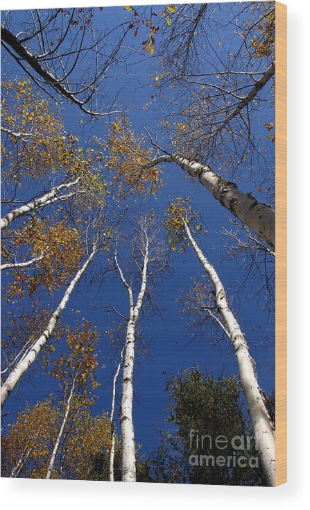 Trees Wood Print featuring the photograph Reach for the Sky by Steve Augustin
