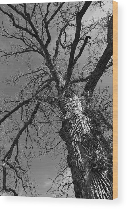 Tree Wood Print featuring the photograph Reaching Up by Kate Hannon