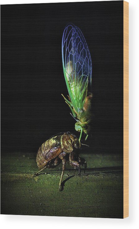 Cicada Wood Print featuring the photograph Rebirth by Jessica Brawley