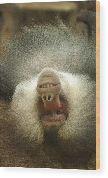 Baboon Wood Print featuring the photograph Reclining Baboon by Richard Henne