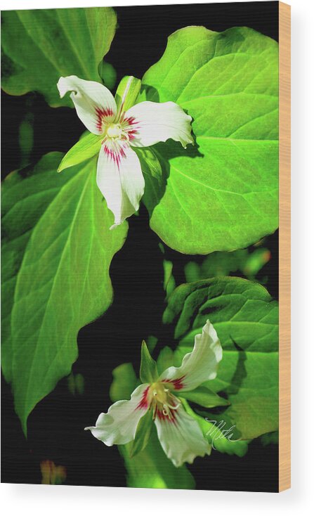 Painted Trilliums Wood Print featuring the photograph Painted Trilliums by Meta Gatschenberger