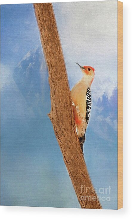 Digital Painting Wood Print featuring the digital art Red Bellied WoodPecker by Darren Fisher