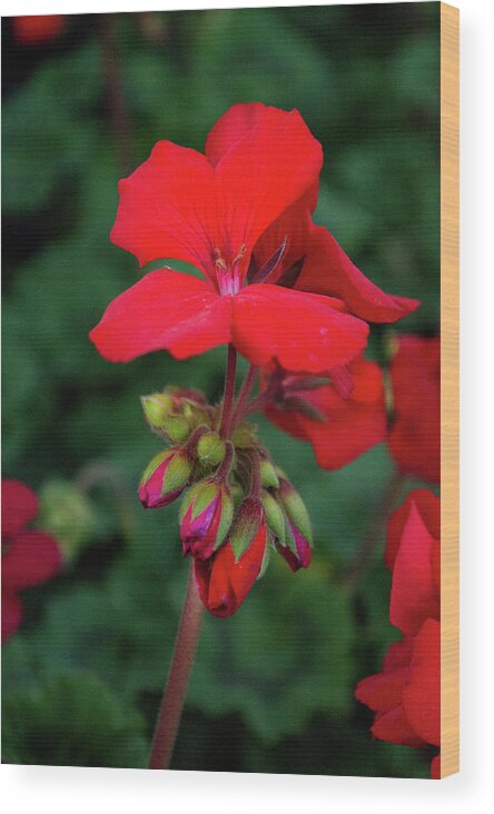 Red Wood Print featuring the photograph Red Blooms by Lisa Blake