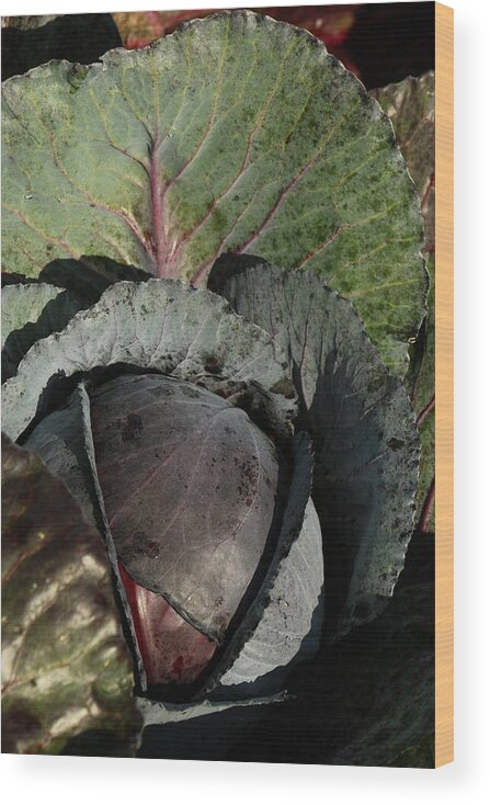 Red Cabbage Wood Print featuring the photograph Red Cabbage by Christiane Schulze Art And Photography